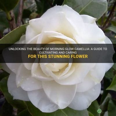  Camellia: A Guide To Cultivating Enchanting Blooms - Unearthing the Secrets of Floral Alchemy